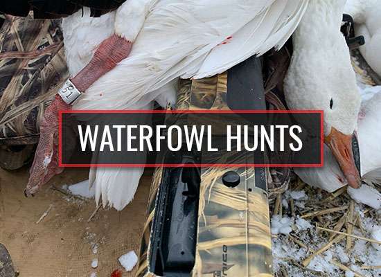 Waterfowl Hunts