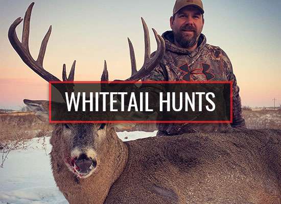 Whitetail Hunts